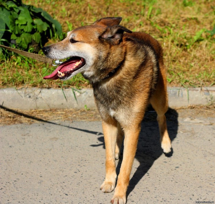 Порода чешский Волчак