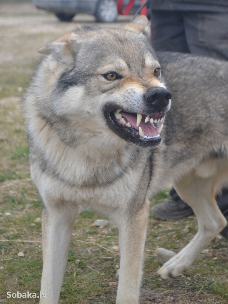 Порода чешский Волчак