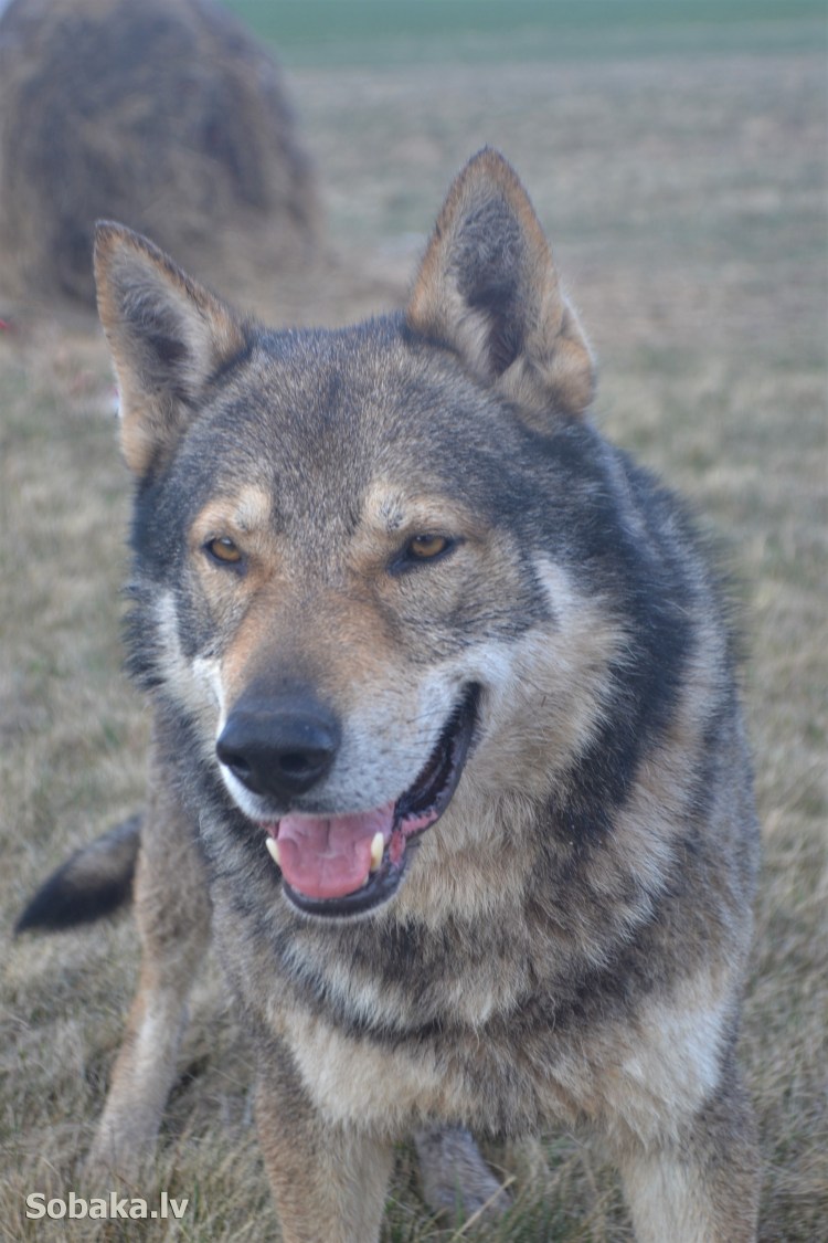 Чехословацкий влчак