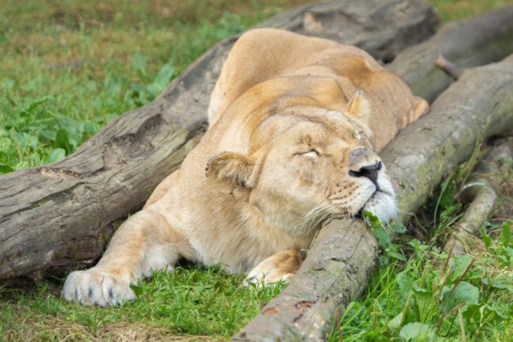 Лев и кошка