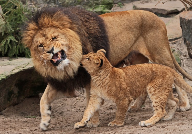 Могучее Львище