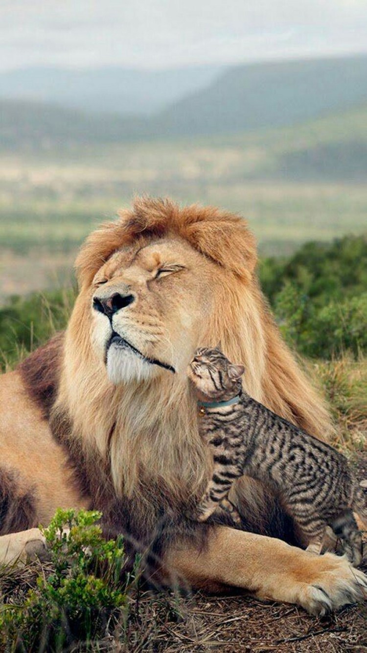 Кошачьи Лев