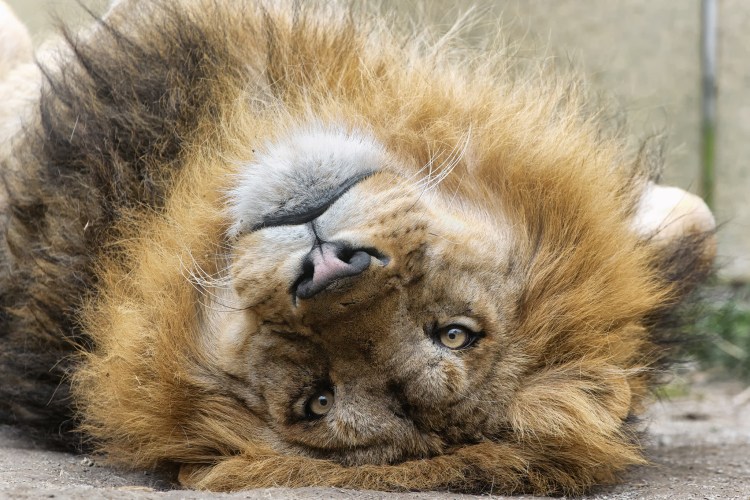 Кошачья грива