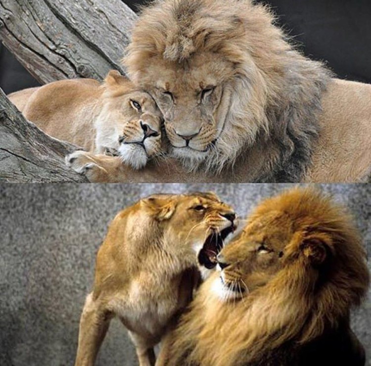 Котенок с гривой Льва