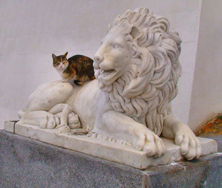 Львенок с гривой