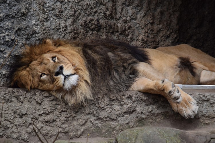 Дружба животных