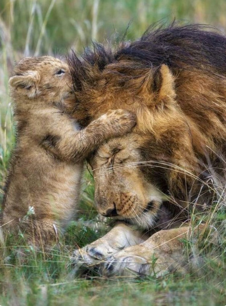 Лев скалится