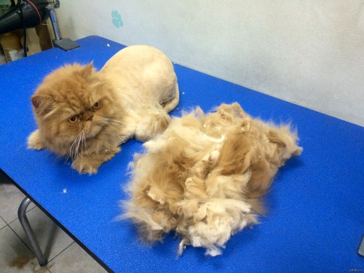 Стрижка кота