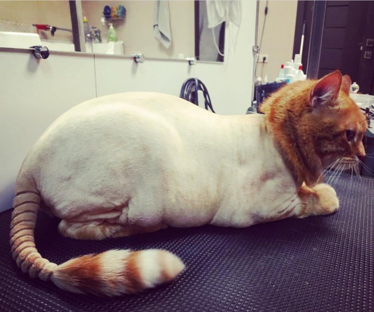 Самые грязные животные