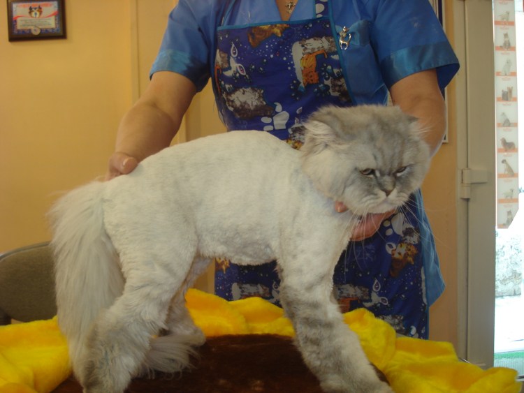 Стрижка головы кошки