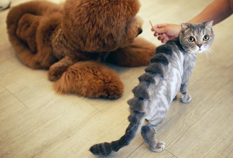Креативная стрижка кота