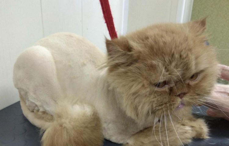 Груминг кошек