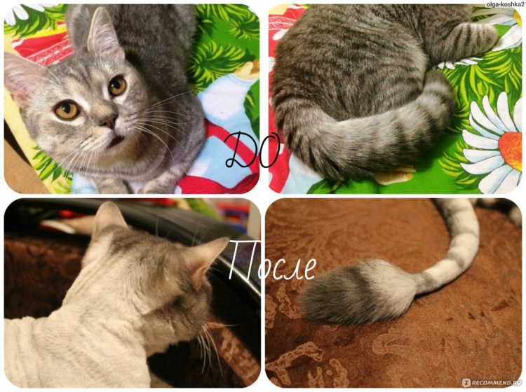 Стрижка собак и кошек