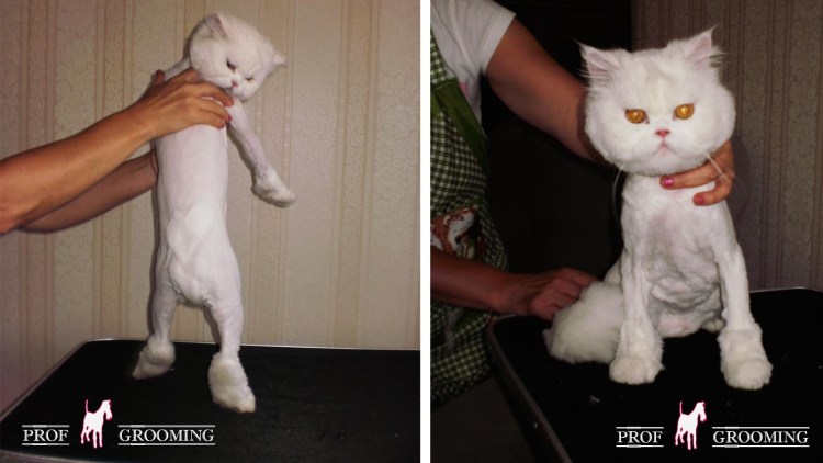 Стрижка кошек до и после