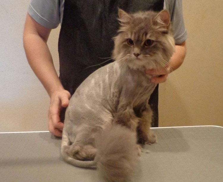 Стрижка беспородного кота
