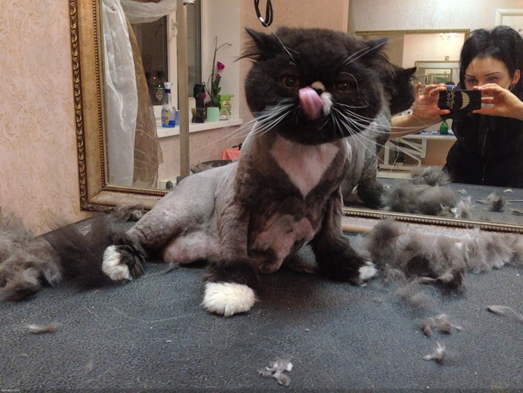 Стрижка длинношерстных кошек