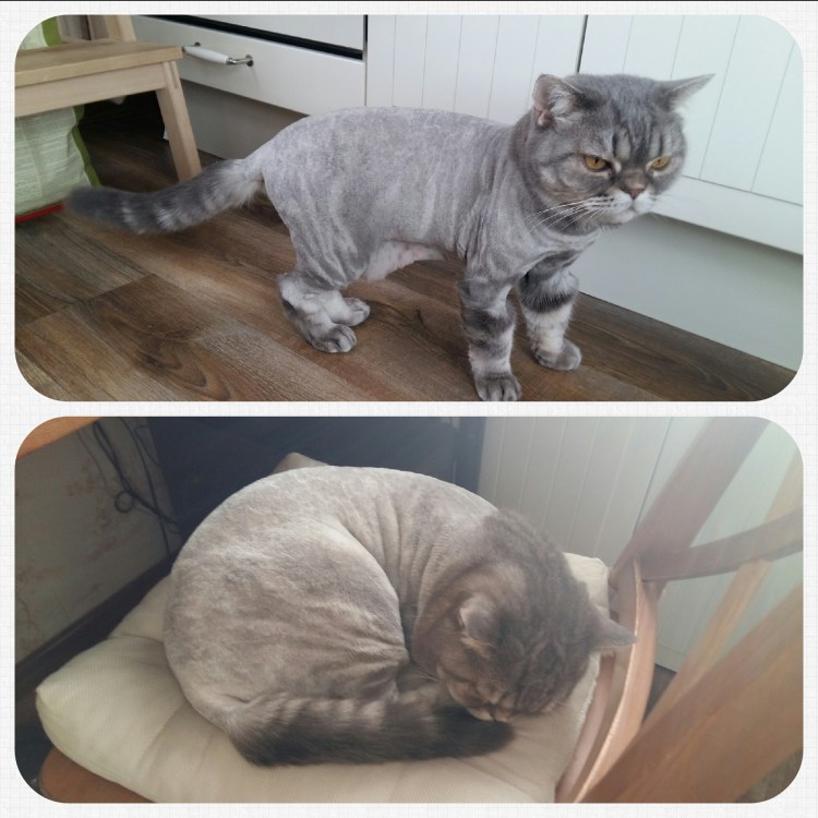 Рэгдолл кошка стрижка