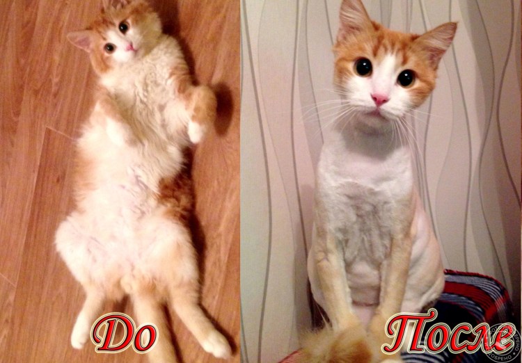 Стрижка британской кошки до и после