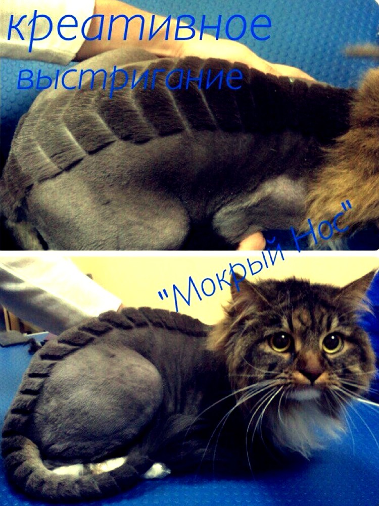 Стрижка шотландских котов