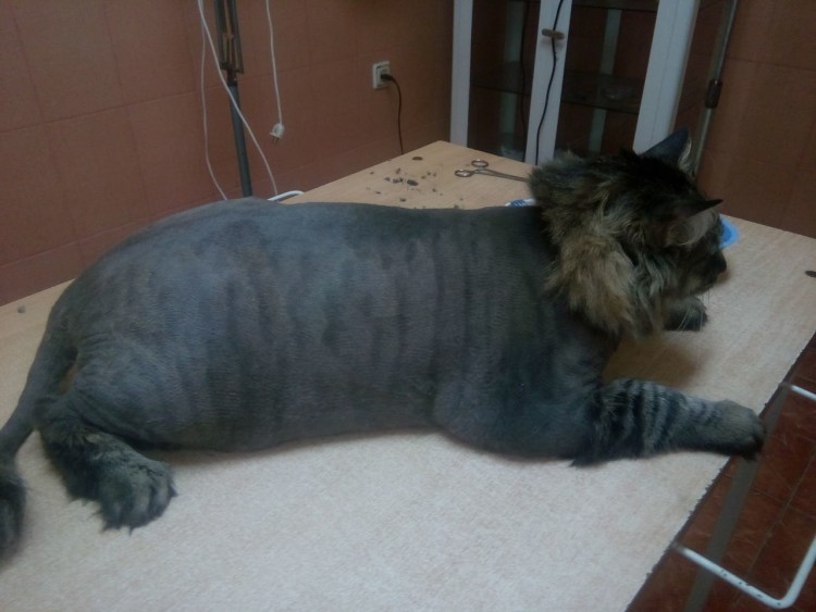 Стрижка кота