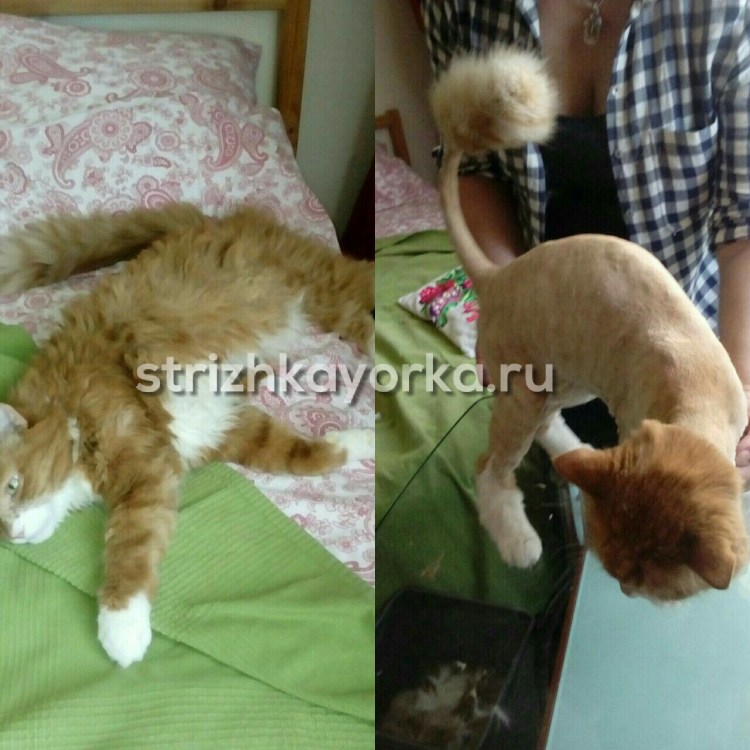 Стрижка кота