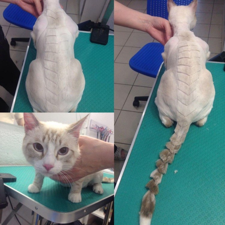 Стрижка кота под наркозом