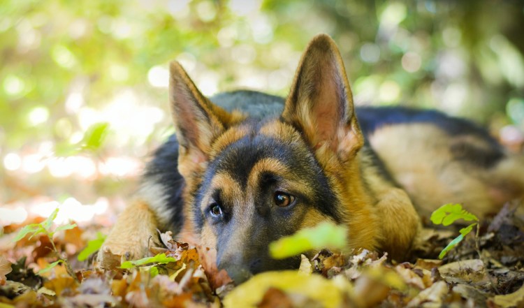 Золотистая немецкая овчарка