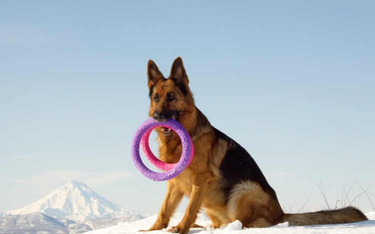 Немецкая овчарка Тассо