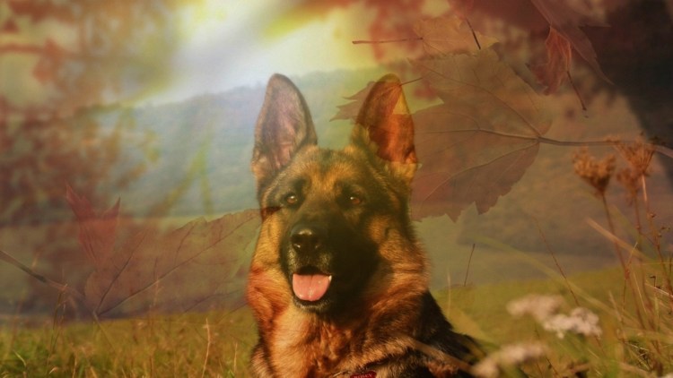 Бауэр немецкая овчарка