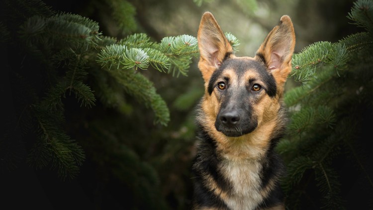 Немецкая овчарка Шеферд