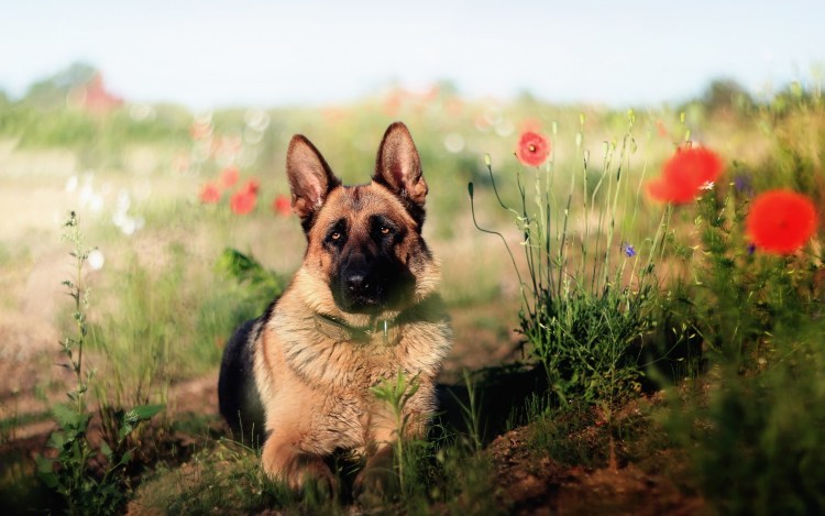 Овчарка обои