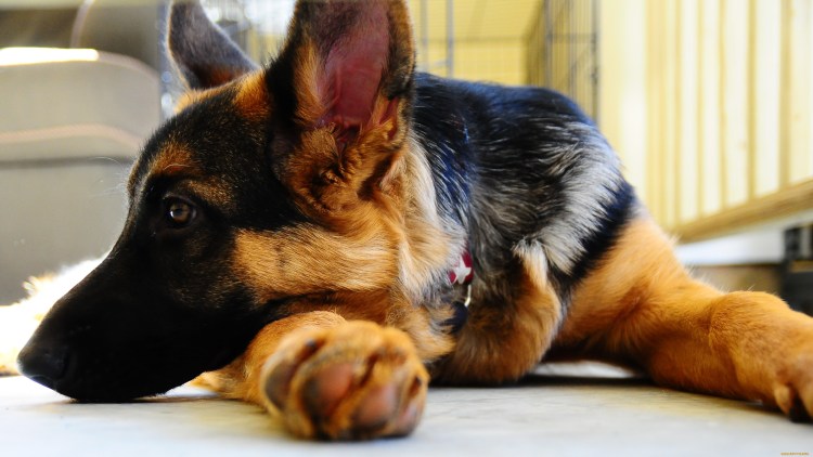 Немецкая овчарка