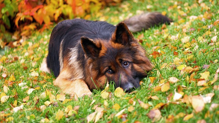 Немецкая овчарка