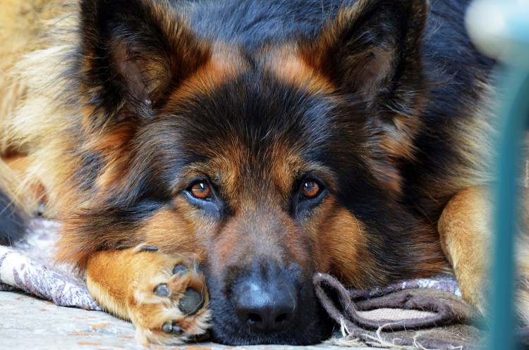 Немецкая овчарка длинношерстная