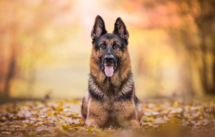 Немецкая овчарка 4k