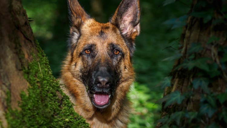 Немецкая овчарка агути