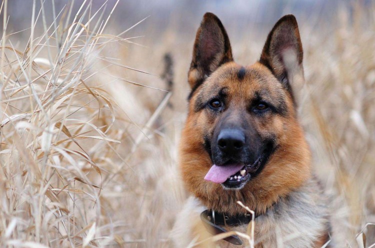 Немецкая овчарка Шеферд