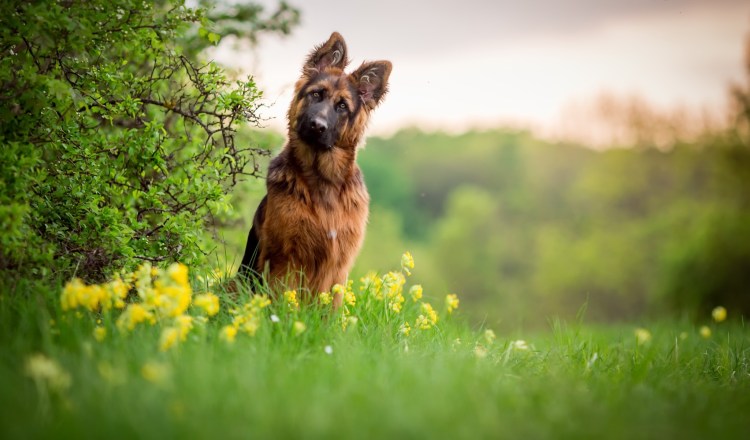 Немецкая овчарка лето