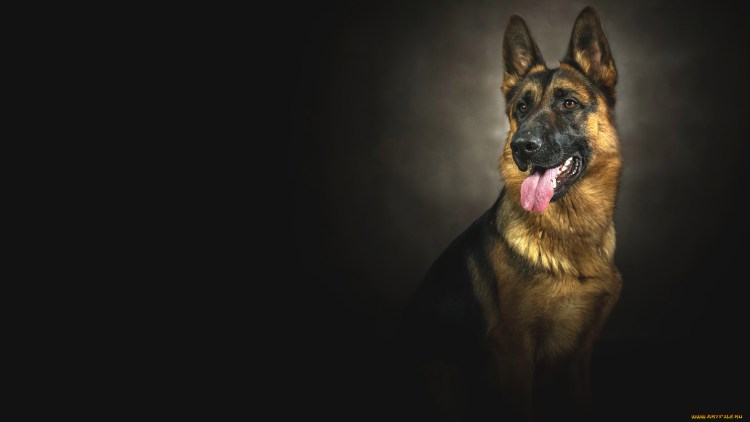 Шеппердино карликовая овчарка