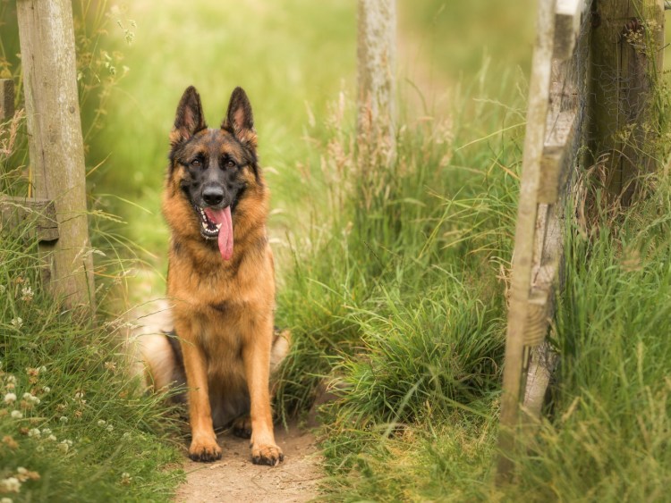 Немецкая овчарка на рабочий стол