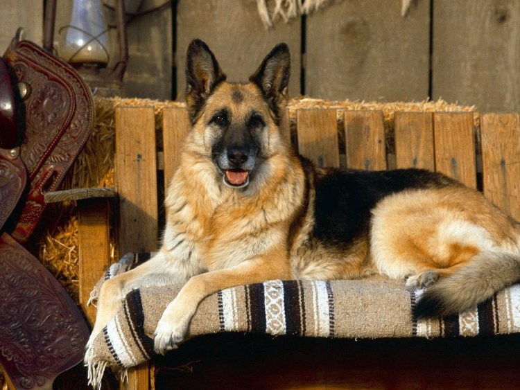 Щенок немецкой овчарки зима