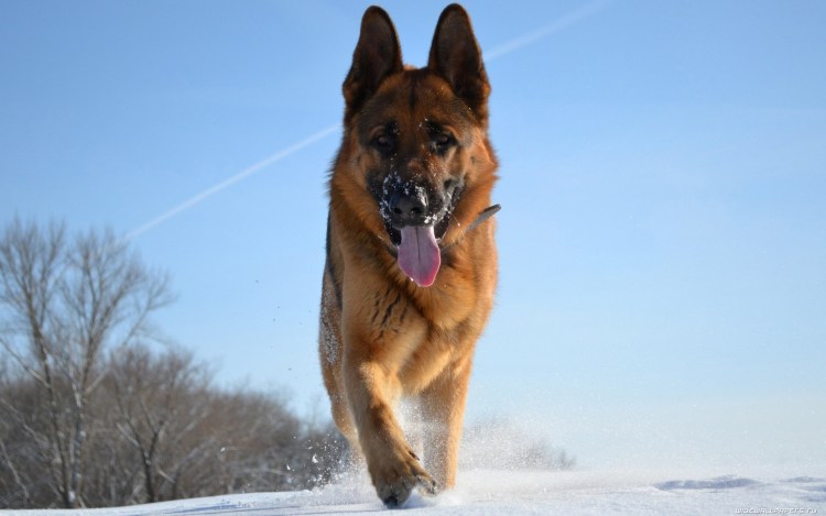 Шилонская овчарка