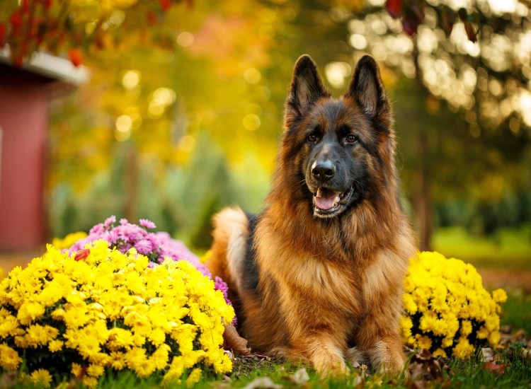 Собака немецкая овчарка