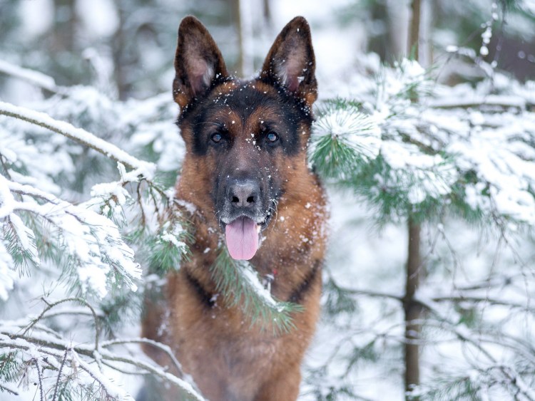 Чистокровная немецкая овчарка