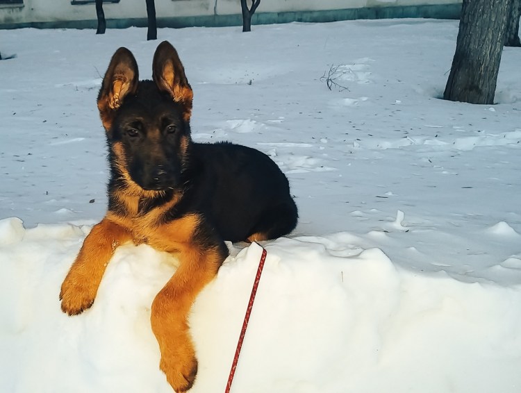Немецкая овчарка рр ЗКС