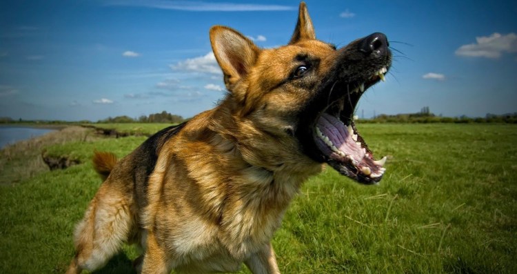 Лай немецкой овчарки