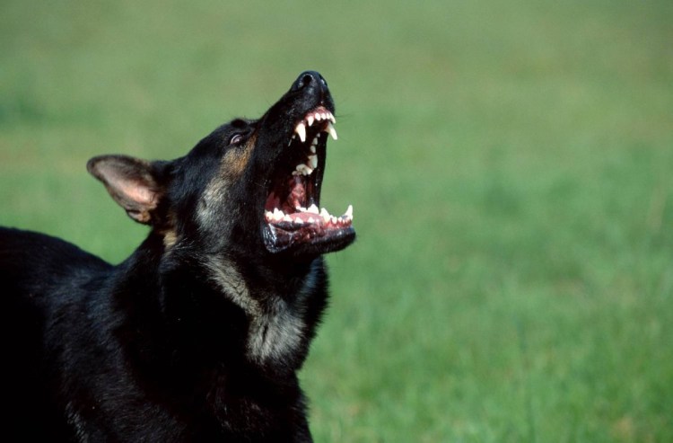 Злые собаки немец овчар