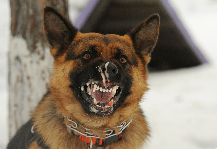 Немецкая овчарка злая