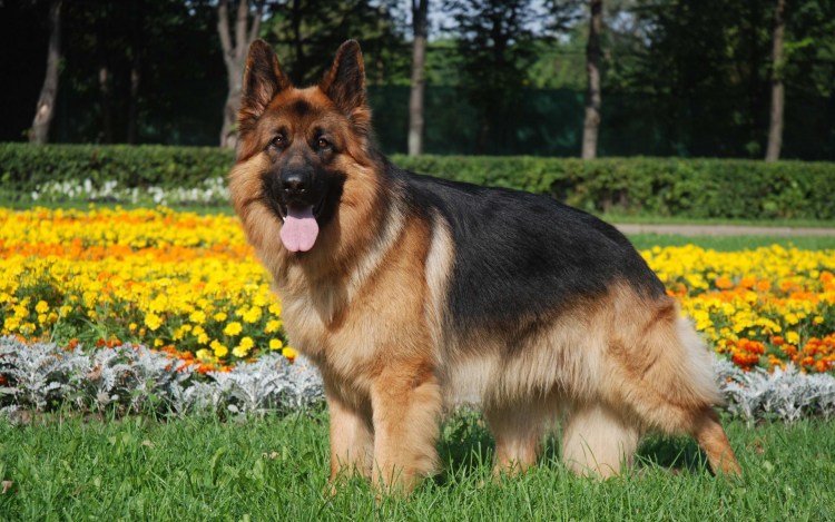 Немецкая овчарка k9