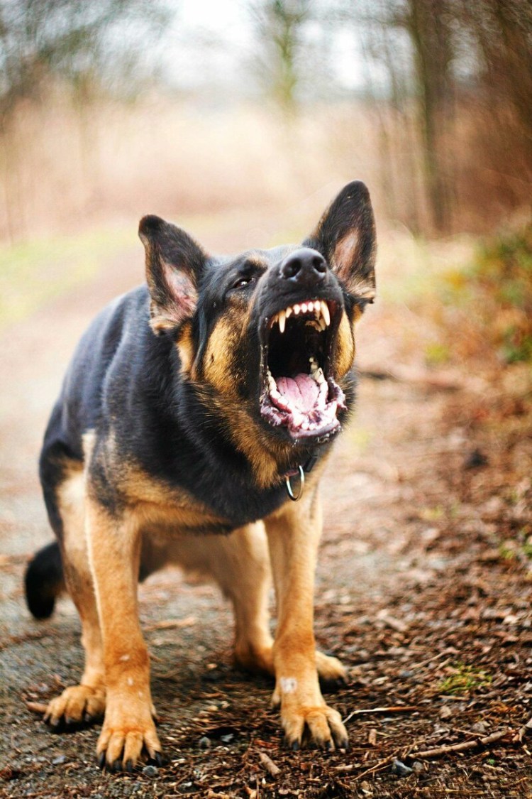 Немецкая овчарка лает